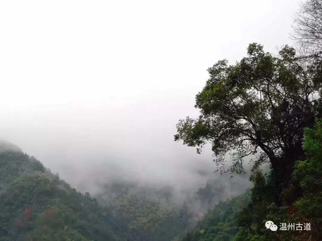 一码一肖，揭秘精准预测的秘密—探寻那神秘的100%精准之道